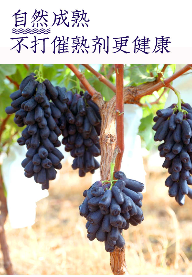 金手指葡萄新鲜无籽美人指黑美人提子水果当季新鲜现发顺丰直送2斤蓝