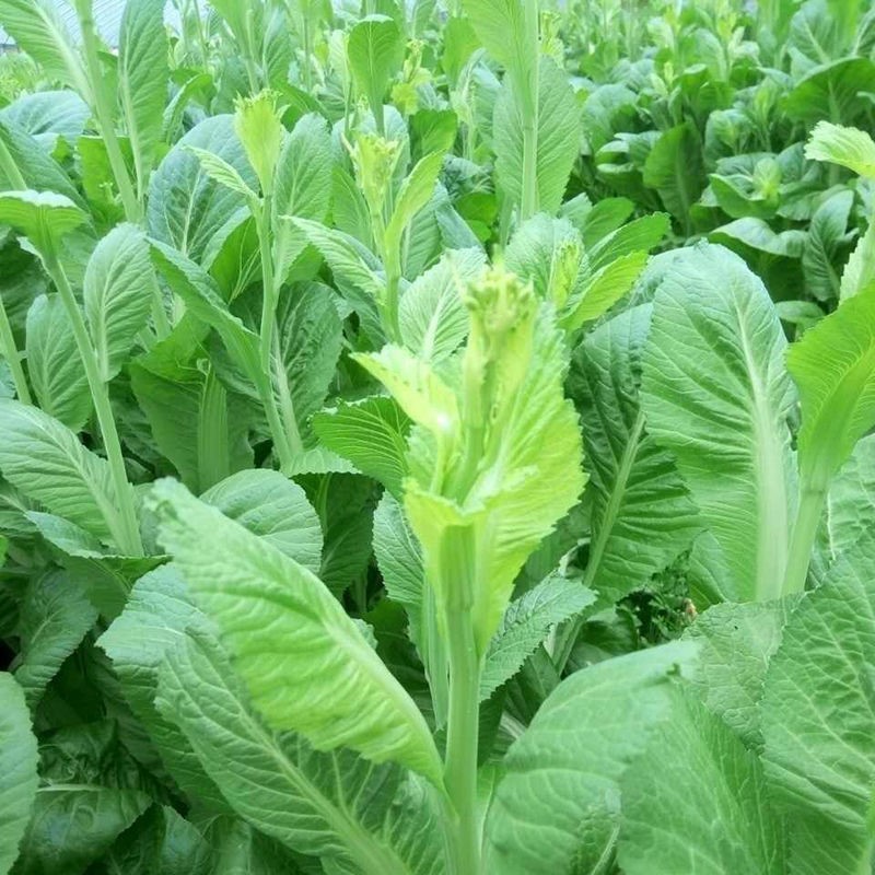 甜芥菜苔种子芥菜种子籽早熟脆嫩摘芥菜心吃青梗菜四季蔬菜种孑散装10