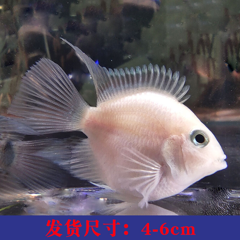 【京東推薦】迷你鸚鵡魚活體魚小型淡水好養易活熱帶觀賞魚苗寶藍白金