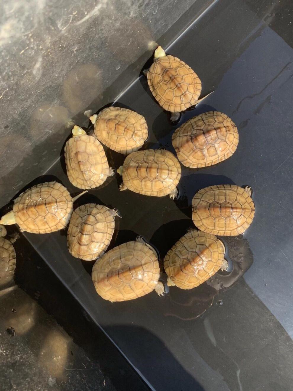 kjhgf小青苗正宗皖南种小青苗黄金龟小青宠物观赏龟小乌龟 家庭装三只