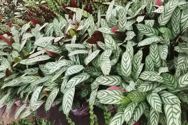 花卉绿植 大型绿植 婩菊 飞羽竹芋美丽之星孔雀观叶植物喜阴绿植室内