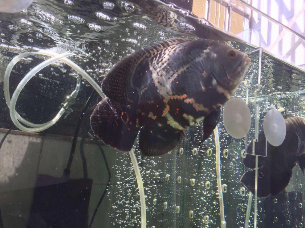 地图鱼七星奥图鱼活体观赏热带凶猛鱼大黄蜂地图野图鱼 七星奥图8-10