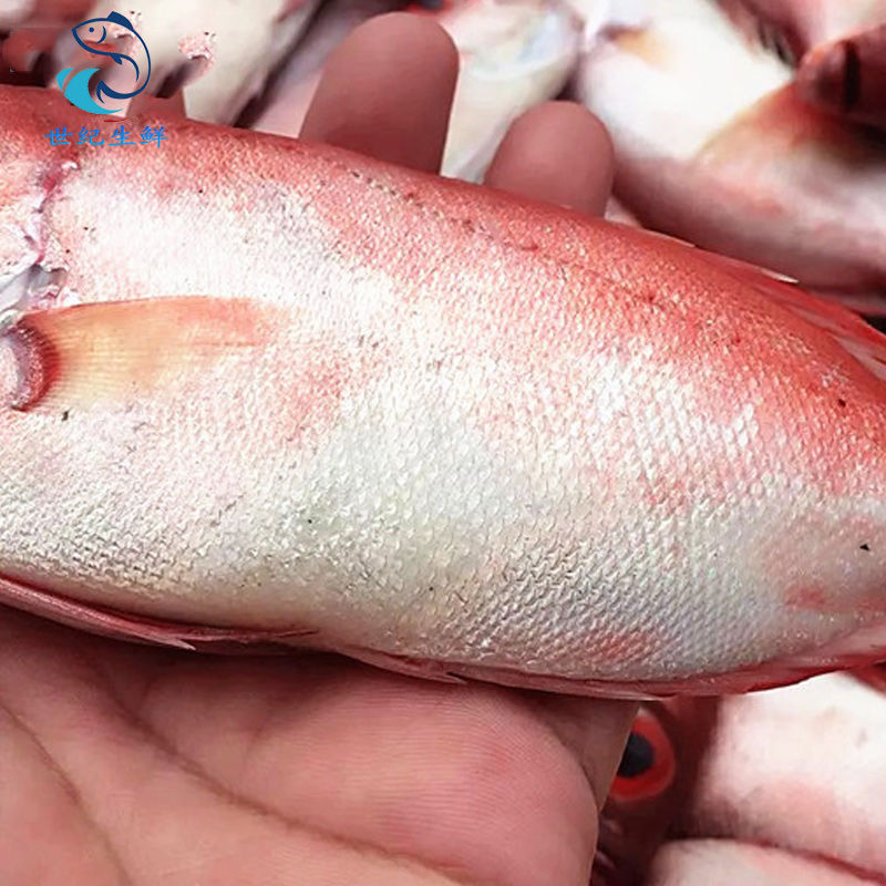 顺丰速运福建新鲜大眼鲷大目鱼大目莲红目鲢鸡目海鲜3斤