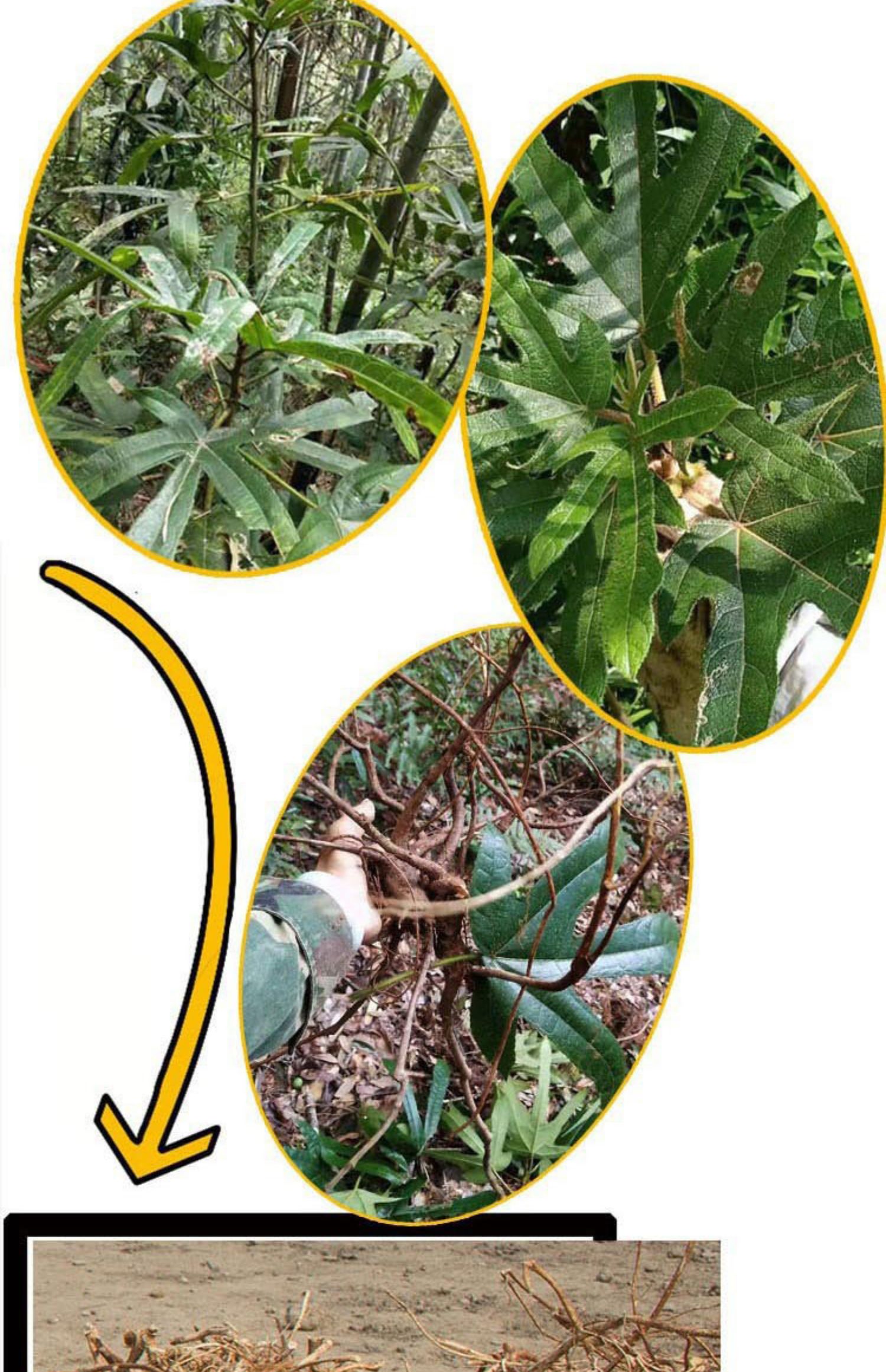 有仁堂野生五指毛桃根五爪龙泡酒煲汤料五指毛桃土茯苓中药材500克