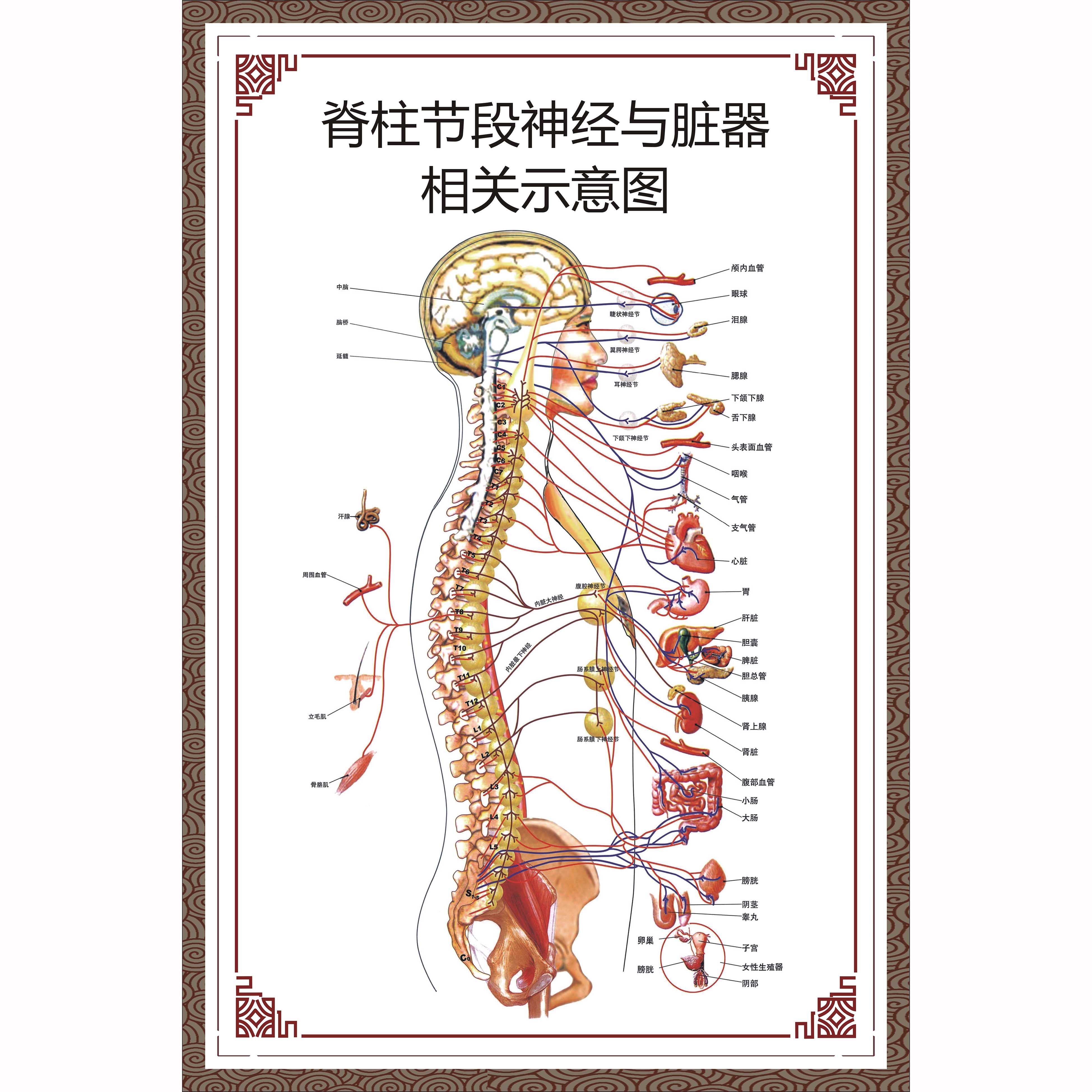 人体器官心脏结构图医院海报人体心脏解剖图相纸厚无胶80120厘米48寸