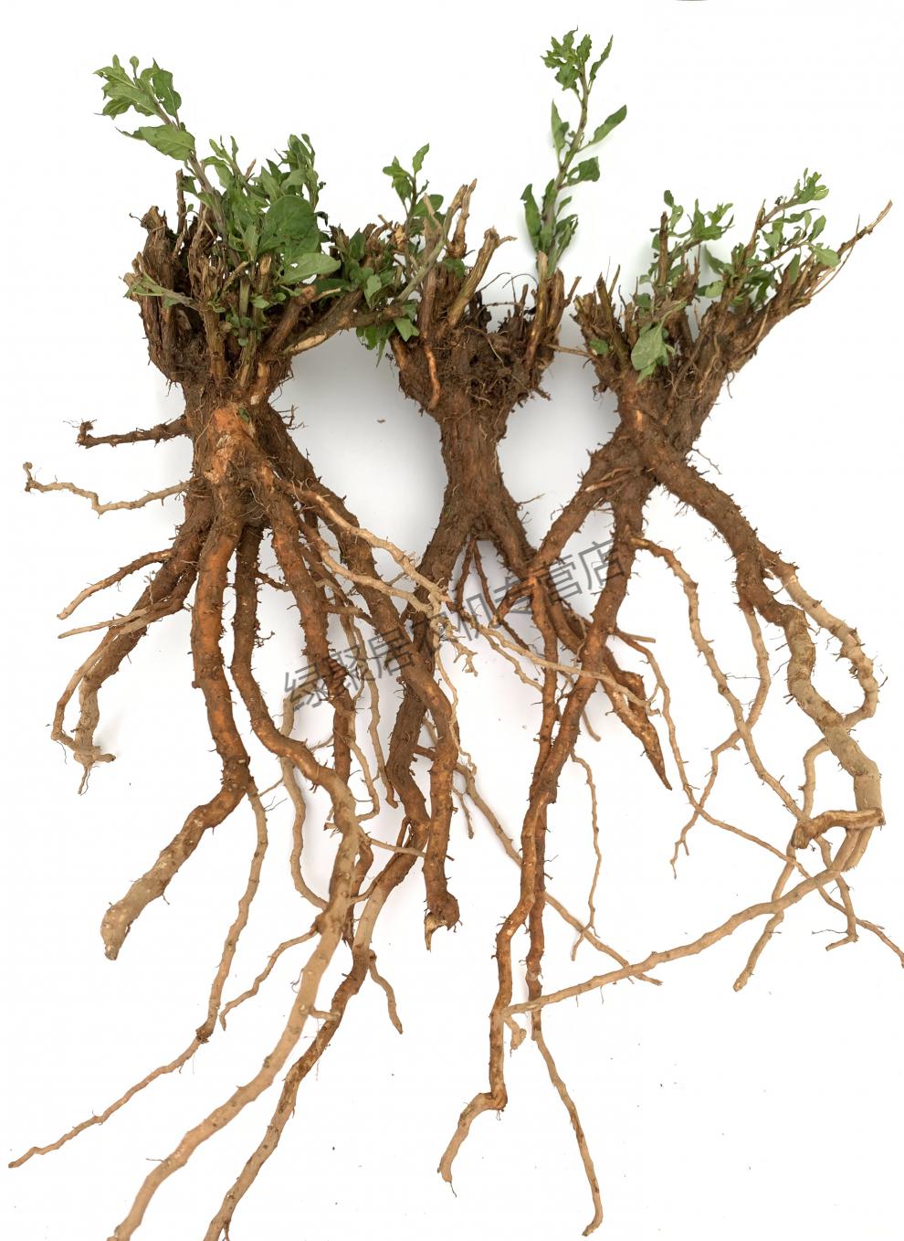 江影清枸杞叶苗枸杞菜枸杞苗菜用枸杞根头老桩枸杞盆栽种植现挖35年