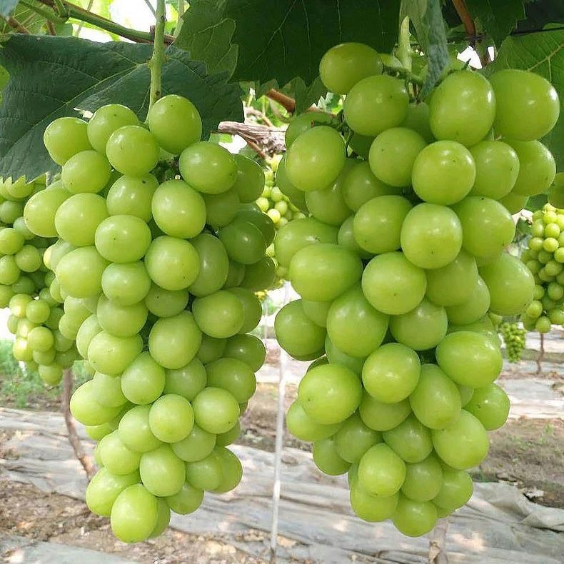 山东晴王阳光玫瑰葡萄新鲜无籽提子日本品种当季整箱水果香印青提