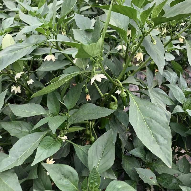 薄皮青辣椒苏北农家自种新鲜青椒菜椒牛角椒时令现摘3斤