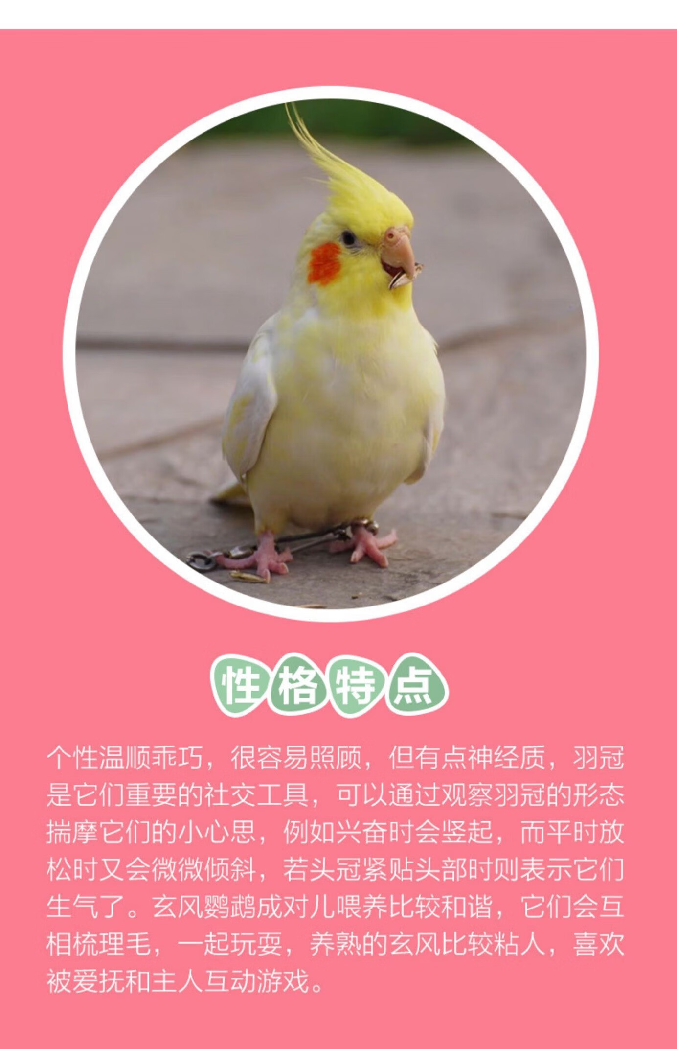 ajaj玄凤鹦鹉活体幼鸟会说话宠物雏鸟纯手养黄化原始灰白子一对可繁殖