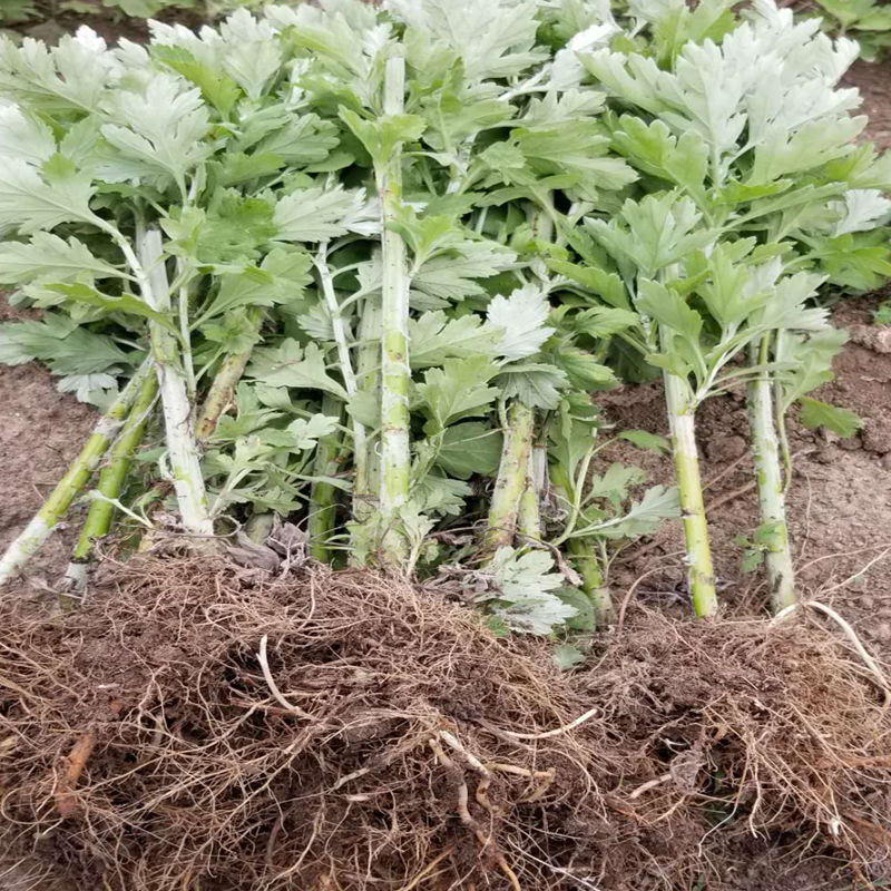 迈界艾草种植苗 新鲜大叶艾草苗四季种植 艾草根种植苗 庭院盆栽易活