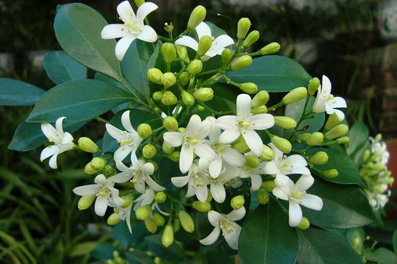 九里香種子芸香萬里香過山香花圃賓館點綴盆栽花香濃郁盆景千里香 一