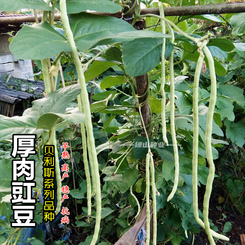 豇豆種子大全高產厚肉特長豆角無架豆孑春秋四季蔬菜種籽農家菜園