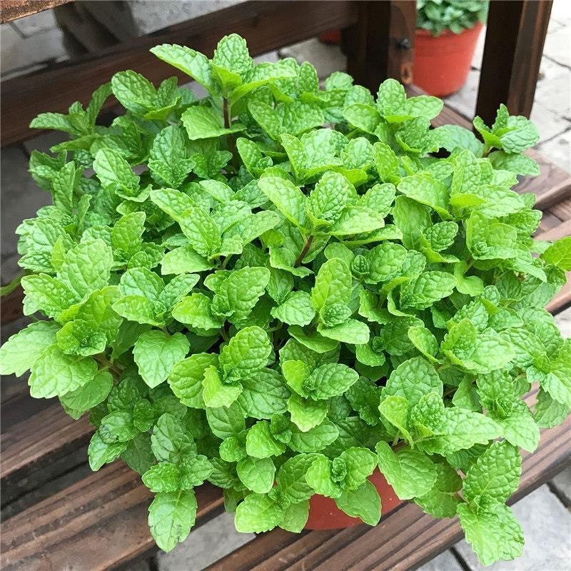 月娥食用四季可播香草柠檬薄荷猫薄荷多年生阳台盆栽驱蚊种子简雪柠檬