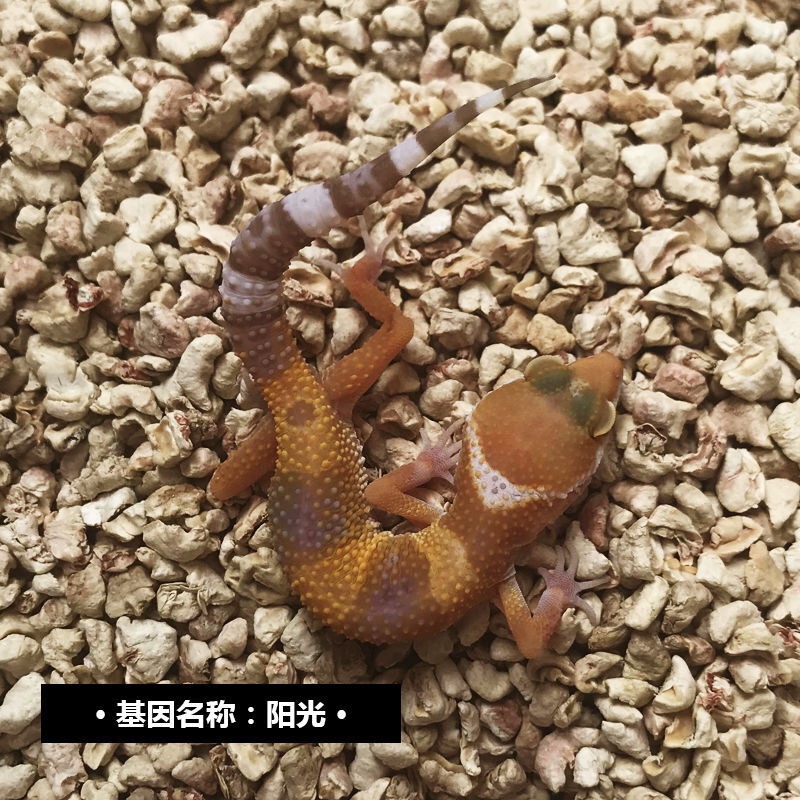 守宫宠物入门级爬宠小宠幼体苗温顺可上手学生宿舍爬虫 贝尔白化系列