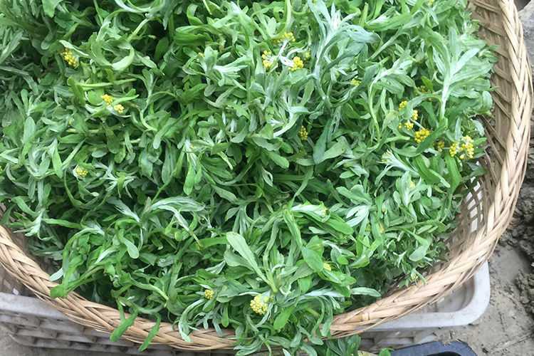 湖南特产水牛花粑粑艾草野菜粑粑清明草鼠曲草粑粑现做1斤 1斤(10个扁