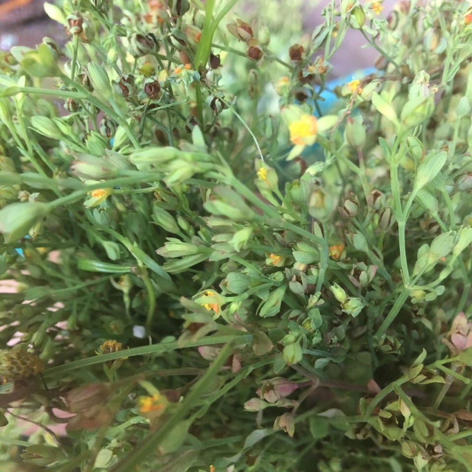 有仁堂野生草药田基黄地耳草禾虾气250g