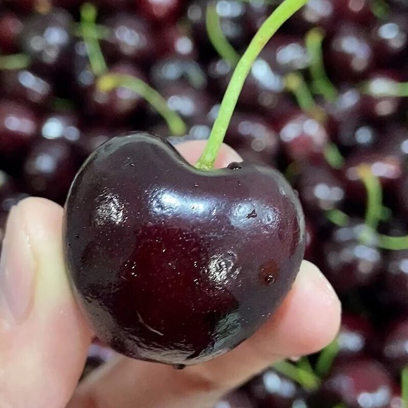 罕见5j果王车厘子大连美早大樱桃黑珍珠非智利礼盒装特大新鲜应季水果