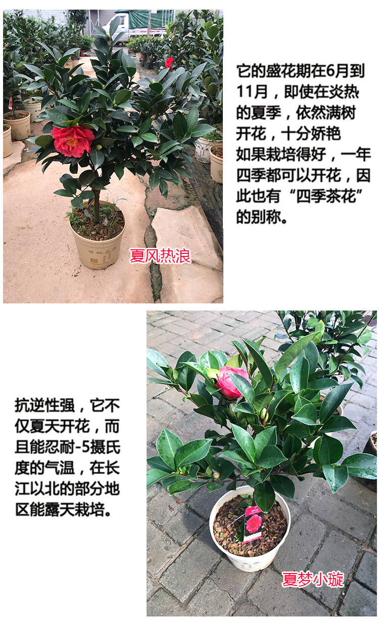千惠美棕榈四季茶花盆栽新品种重瓣型山茶花夏梦系列开花不断四季带