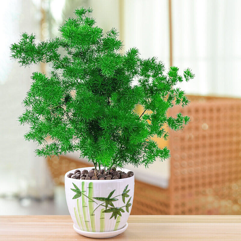 疏影暗香蓬萊松盆栽植物辦公室內好養四季常青客廳綠植蓬萊松梅花陶瓷