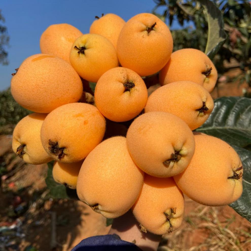 福建云霄枇杷新鲜当季水果现发皮薄肉厚3斤装整箱团建送礼生鲜1500g