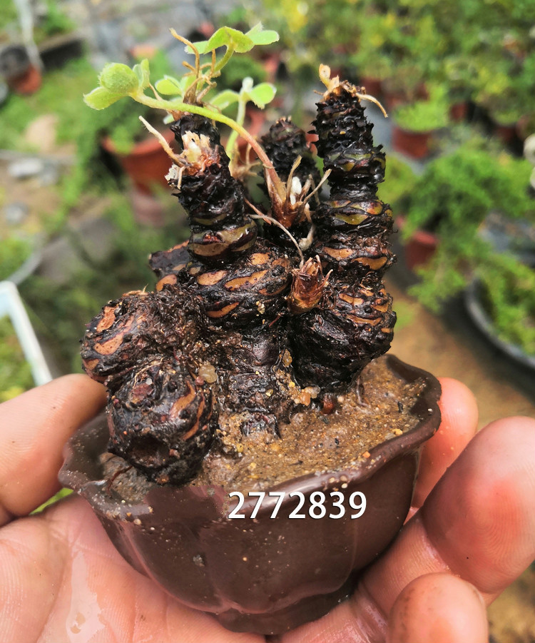 三叶草微型盆景 造型小品盆景 老桩球根 掌上微型盆栽 红花酢浆草 13