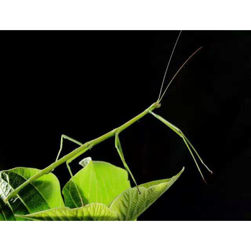 【店铺推荐】叶修虫叶子虫开食幼虫现货吃芭乐月季芒果叶宠物竹节虫卵