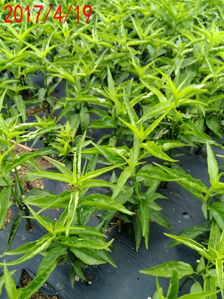 瑰季 京物忧遁草苗 黎王草苗 大小尖叶优顿草苗 优盾草 优遁草 鳄嘴花
