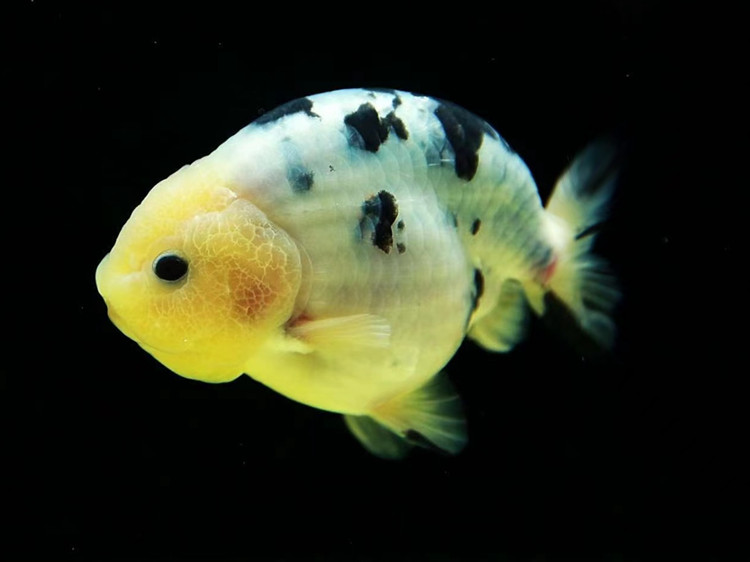 ajaj精品兰寿金鱼包活好养冷水观赏鱼奶花奶牛水墨兰寿鱼苗活鱼活体 5