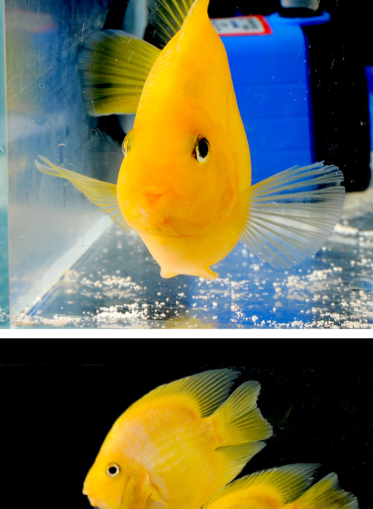 采缇热带观赏鱼黄色鹦鹉鱼黄鹦鹉鱼活体金元宝财神发财风水鱼血鹦鹉鱼