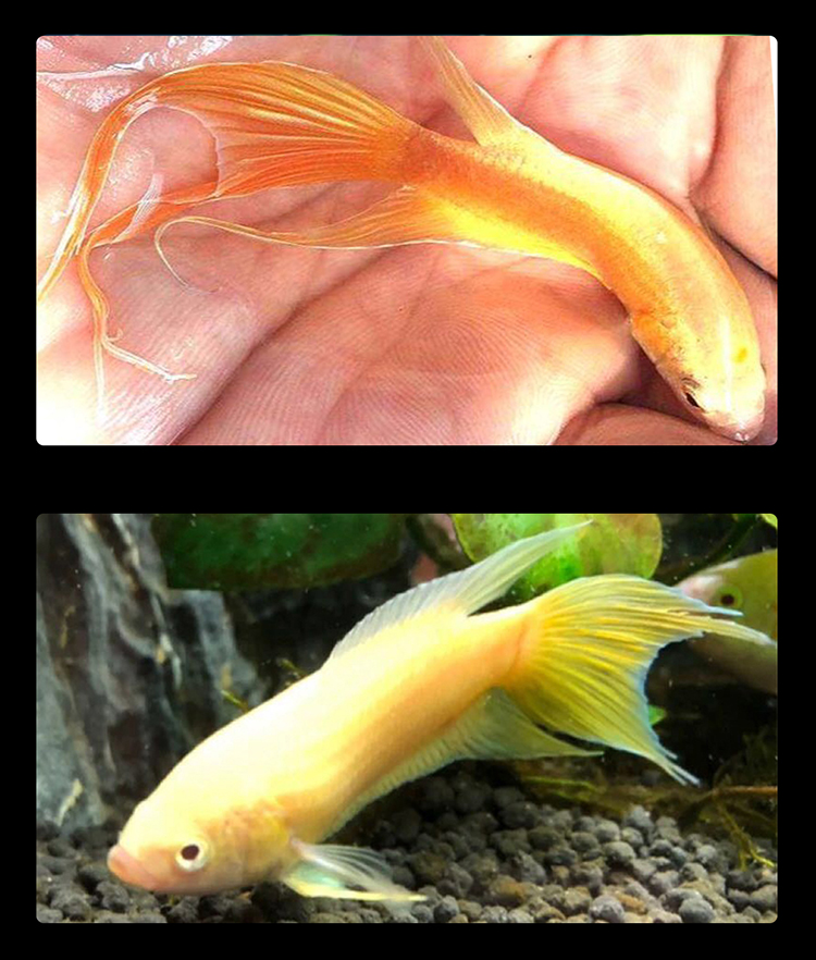 族萃中国斗鱼白化黄金叉尾斗鱼苗淡水小型观赏鱼冷水热带鱼不打氧好养