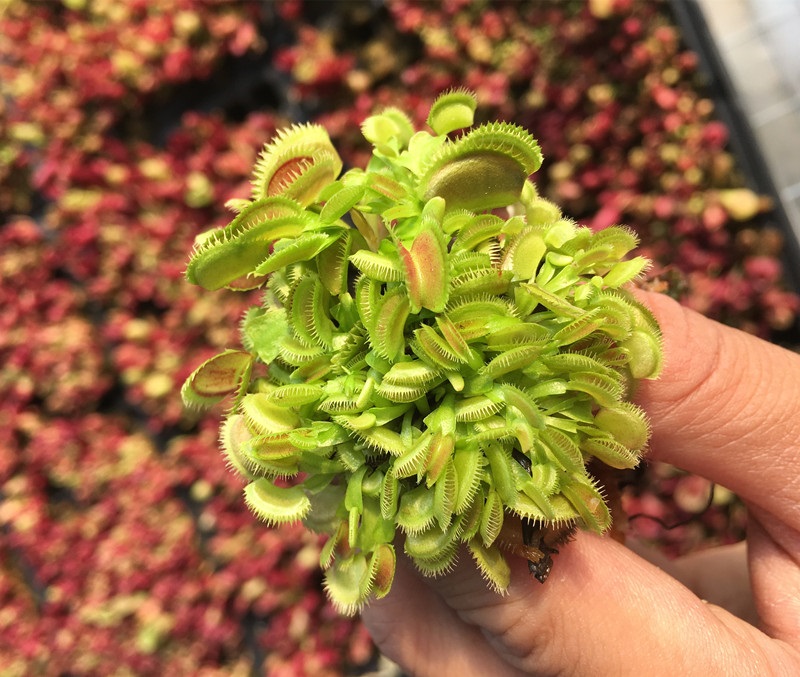 食虫植物 超值带分株捕蝇草 食人花食虫草吃虫子吃蚊子 b52捕蝇草带