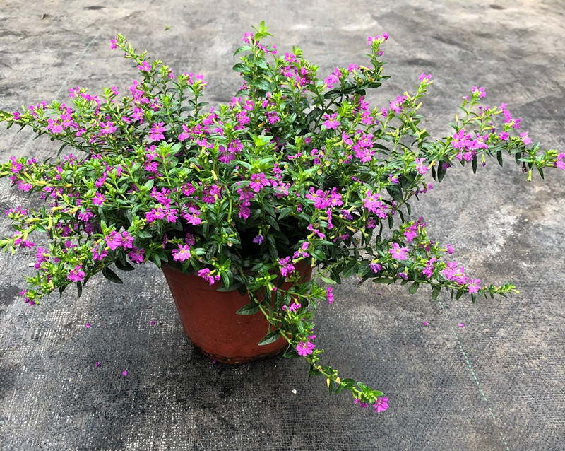 滿天星花苗盆栽陽臺庭院花園多年生耐寒四季開花植物細葉滿天星花