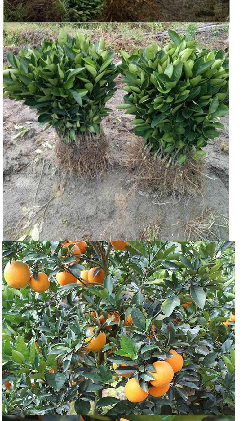 【精选】橙子树苗南方北方种植特大嫁接江西赣南脐橙橘子树苖盆栽当年