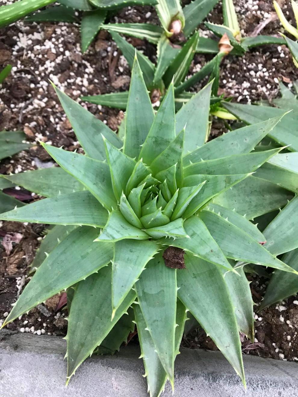 芦荟女王螺旋女王芦荟一物一拍旋转芦荟女王室内阳台绿植虎雀a17号