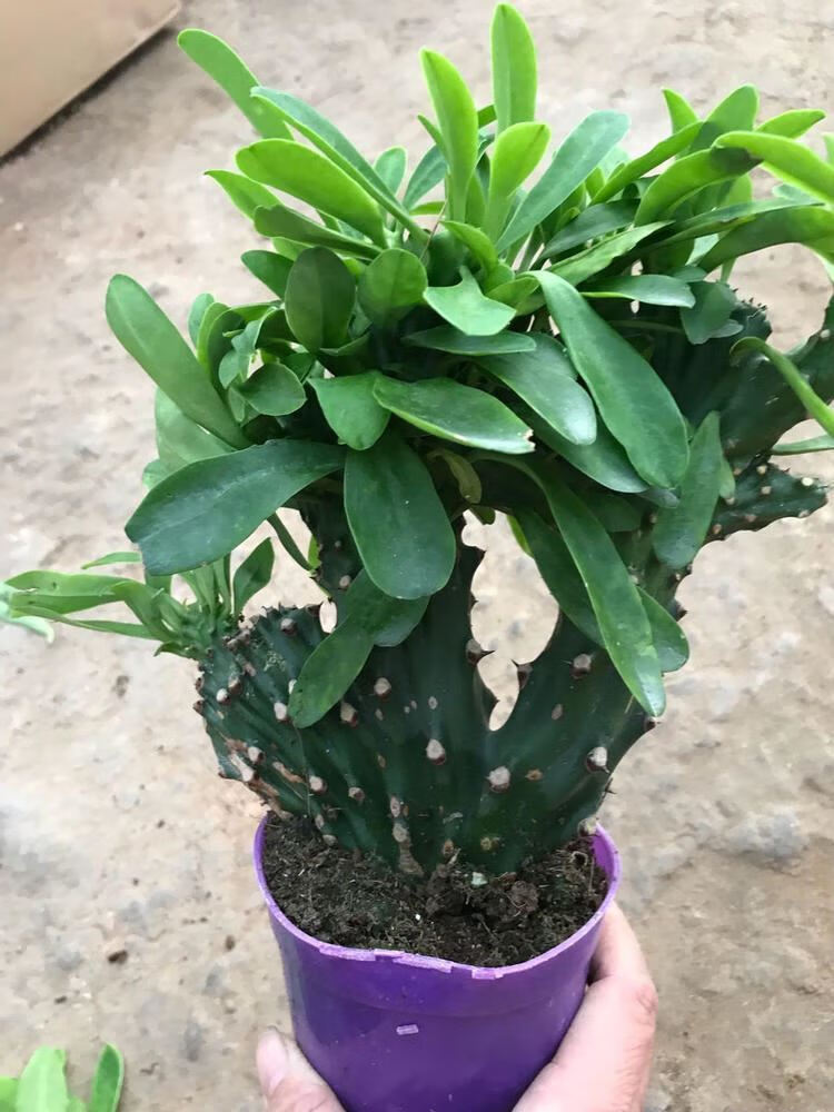 玉麒麟盆栽花仙人掌麒麟掌盆栽带叶子绿色植物 20cm左右高一盆 不含盆