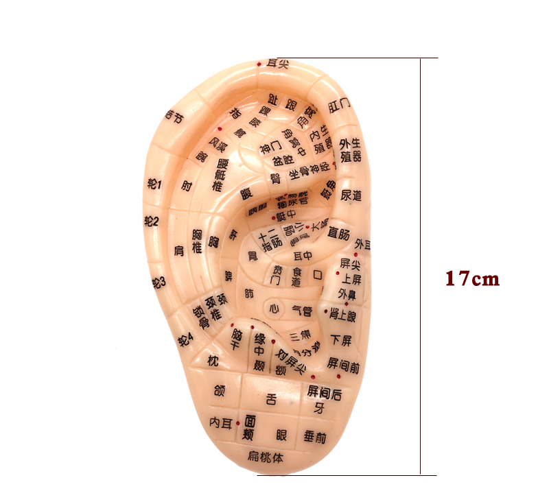 耳穴贴 耳朵模型 耳穴探针 耳豆贴 耳贴压豆 王不留行籽贴 13cm按摩耳