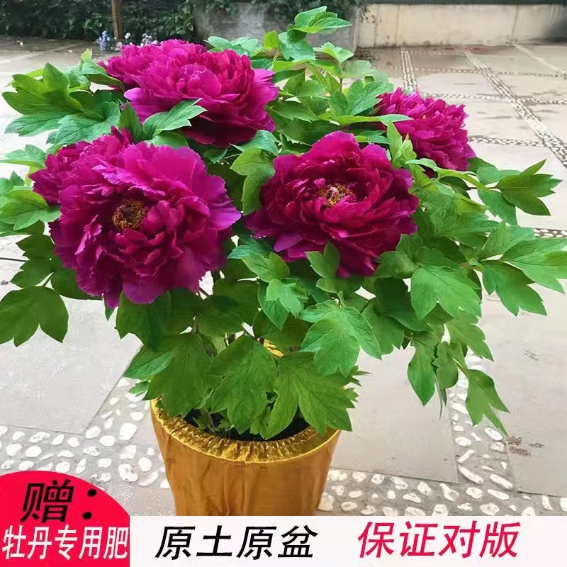 正宗菏澤牡丹花苗大花卉植物室內鮮花盆栽帶葉帶土重瓣牡丹花樹苗