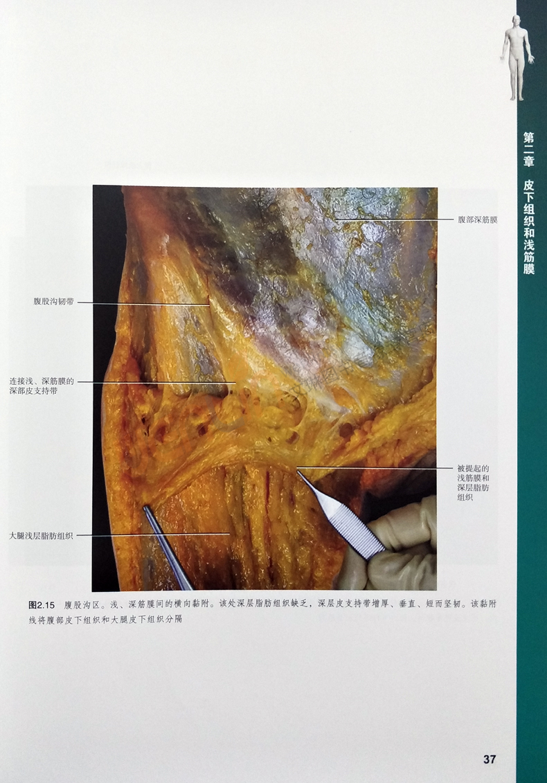 《正版 人体筋膜功能解剖图谱 贺大林主译 意大利引进中文简体版功能