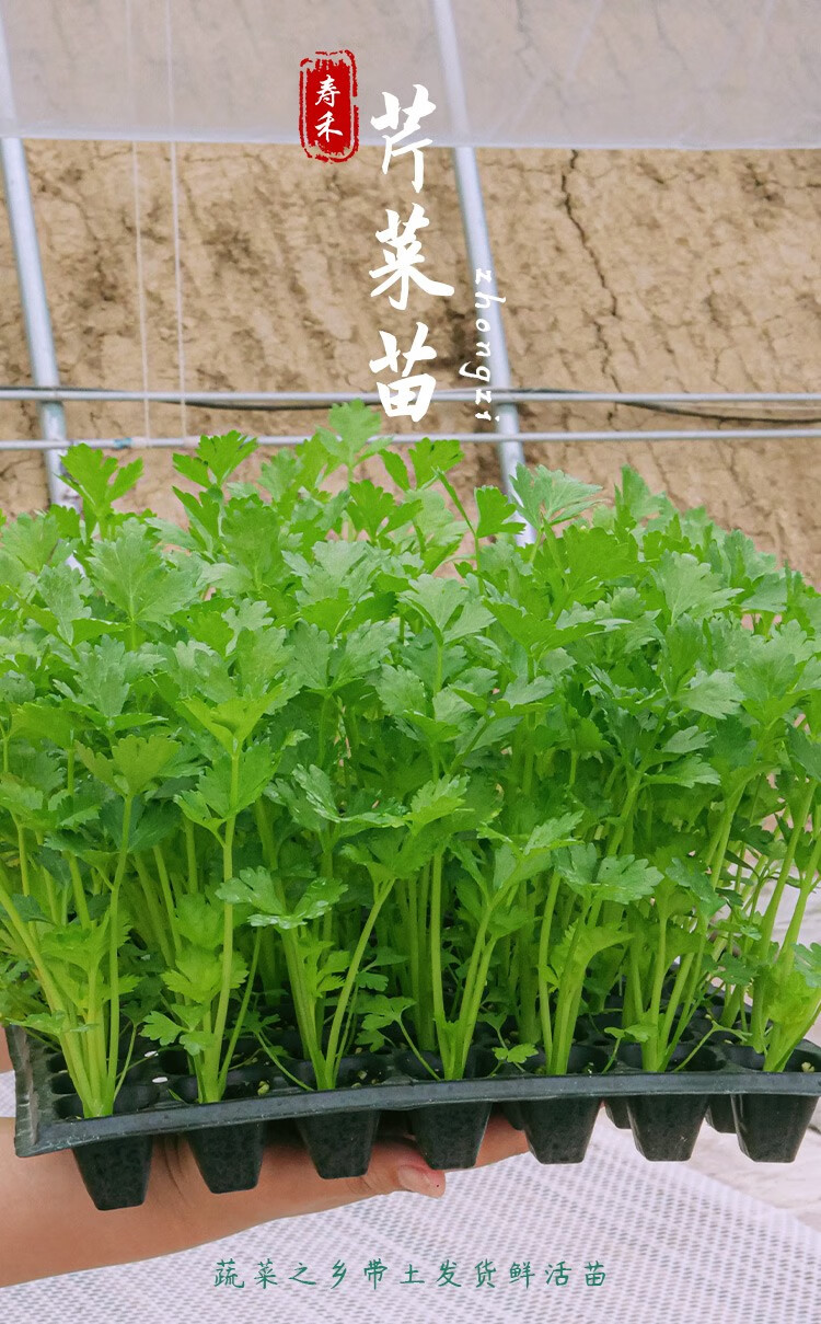 寿禾芹菜苗四季小香芹蔬菜秧苗盆栽大芹菜苗20棵