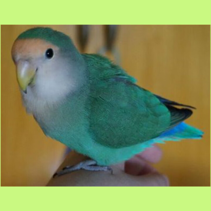 牡丹鹦鹉黄桃绿桃雏鸟蓝腰蓝银紫罗兰半毛小鸟宠物鸟一对手养亲人oloe
