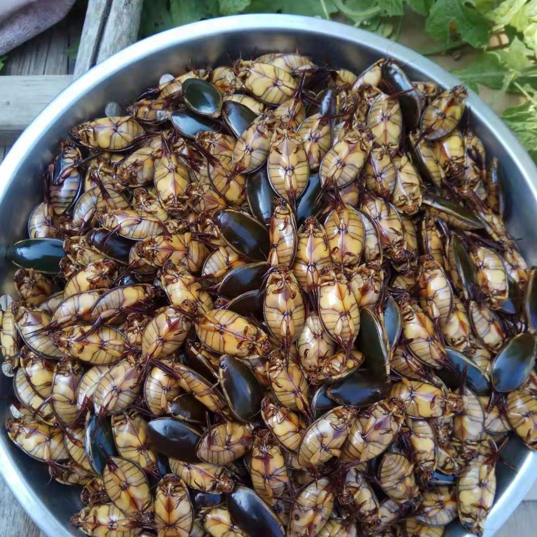 纯活体速冻黄肚金边龙虱水老鳖水蟑螂水龟子射尿龟活体速冻1斤