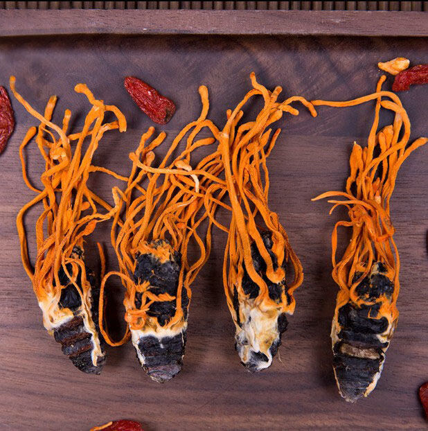 真蛹虫草带蛹体北冬虫夏草特级孢子头干货煲汤泡酒真蛹虫草 蛹虫草100