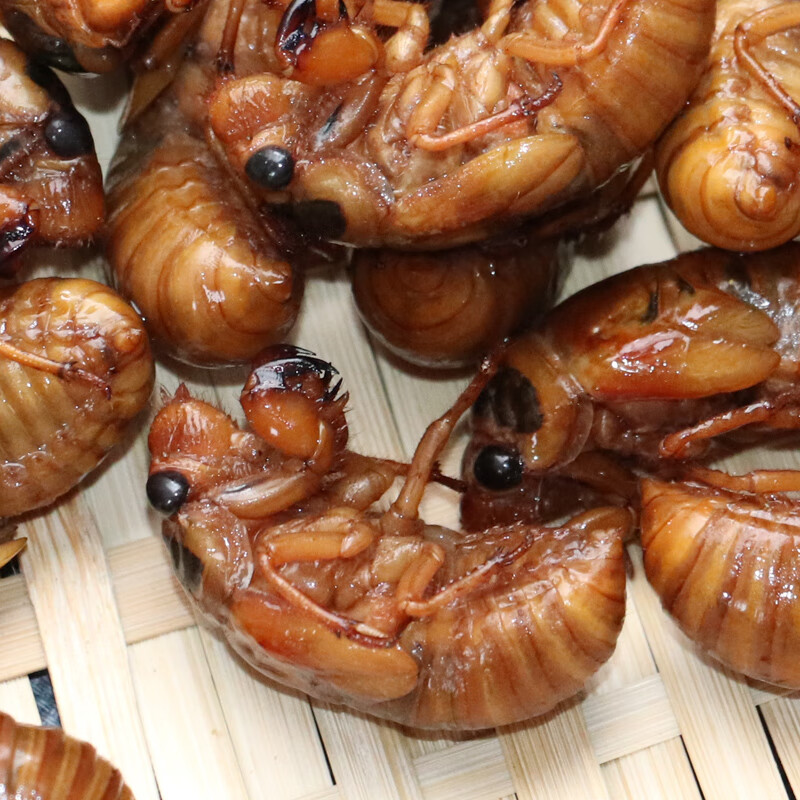 新鲜知了猴活体速冻金蝉蛹爬叉唐僧肉结了龟山东特产昆虫蚕蛹 【新鲜