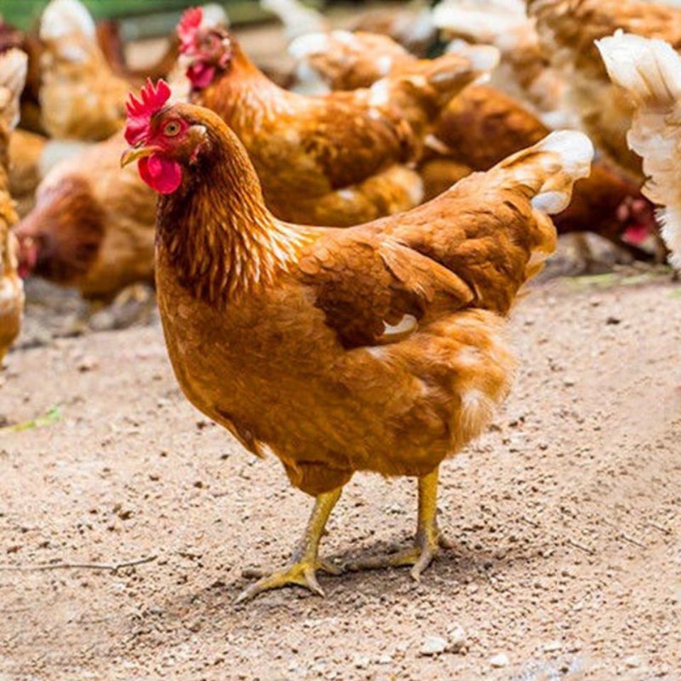 (顺丰)正宗农家山区散养三黄鸡新鲜现杀整只土鸡老母鸡 花约朵娜 散养