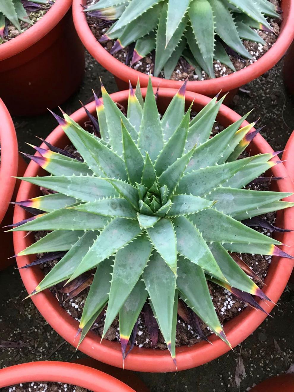 芦荟女王螺旋女王芦荟一物一拍旋转芦荟女王室内阳台绿植虎雀a17号