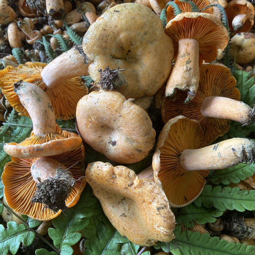 媚调【顺丰空运】新鲜野生黄枞菌松树菌松乳菇松菌重阳菌雁鹅菌铜绿菇