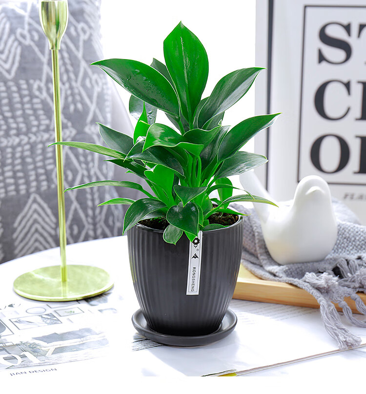 大叶金钻盆栽大型客厅好养观叶植物室内客厅金钻富贵吉祥陶瓷盆含盆