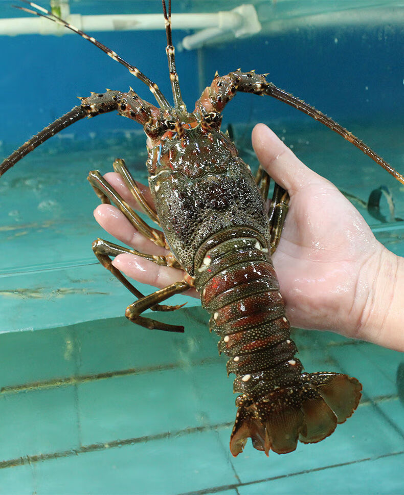 流连湾 鲜活小青龙 大龙虾 新鲜海鲜 澳龙波龙 活冻【-18度保鲜】