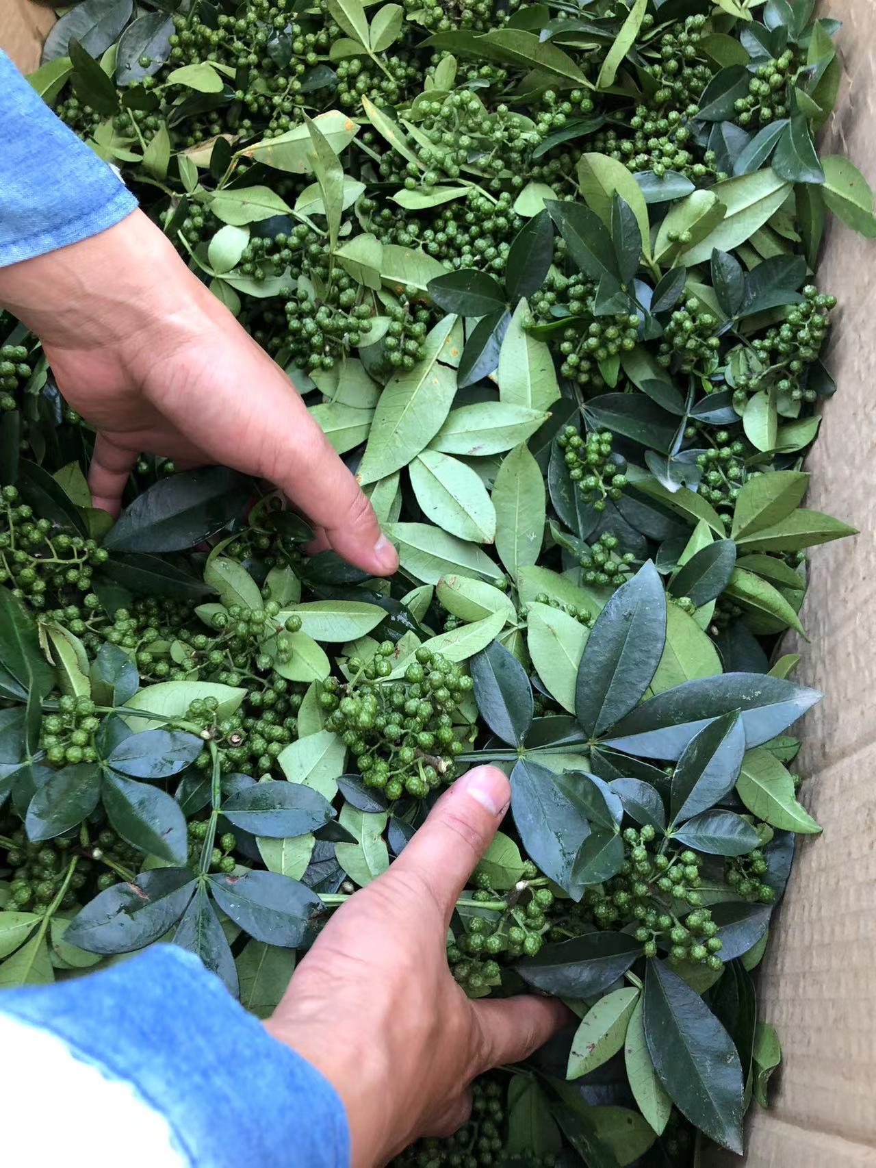 现摘现发新鲜青花椒四川特产青藤椒麻椒带叶鲜花椒食用散装 500g