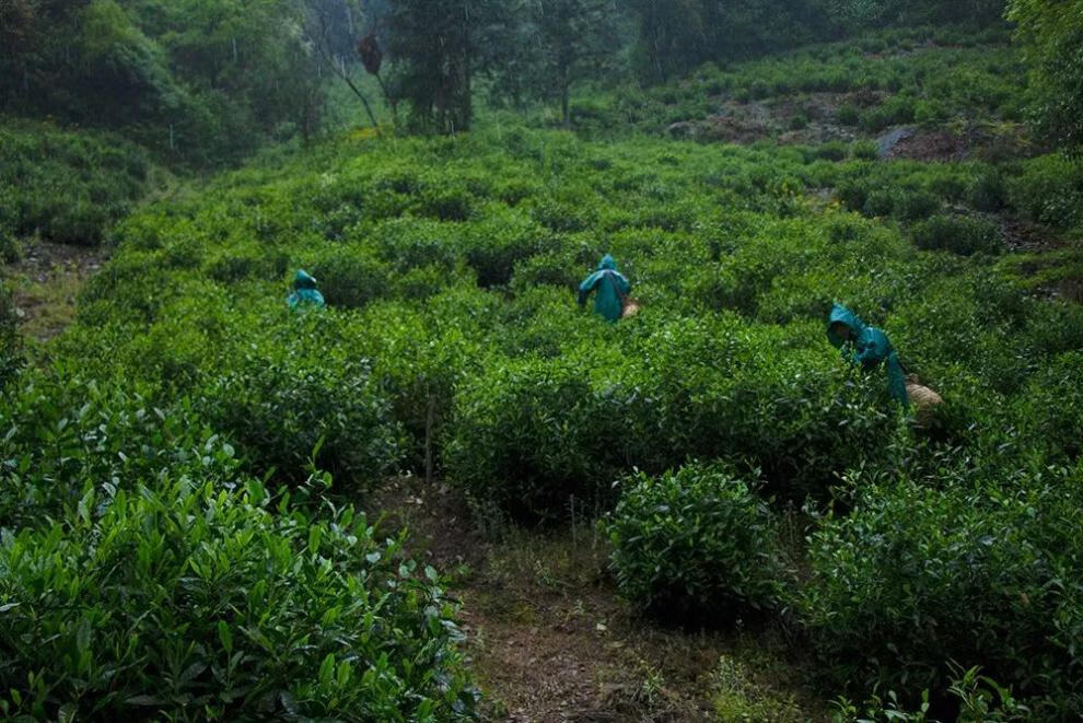 霄青竹猴魁太平綠茶2022新茶50克綠茶核心產地猴坑村顏家全手工高山茶